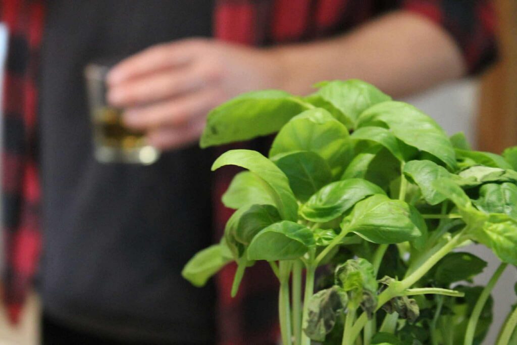 Herbes fraîches et basilic